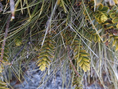 Veronica canterburiensis
