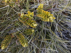 Veronica canterburiensis