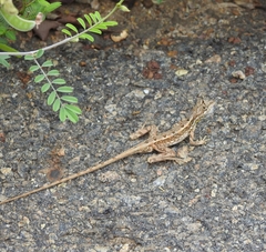Sitana ponticeriana