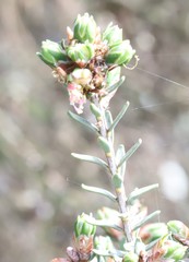 Melaleuca cuticularis