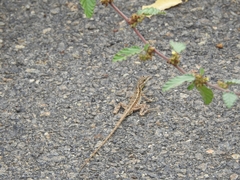 Sitana ponticeriana