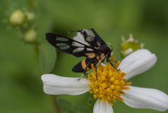 Amata sperbius