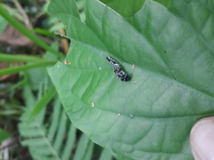 Consul fabius cecrops