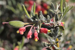 Grevillea saccata