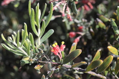 Grevillea saccata