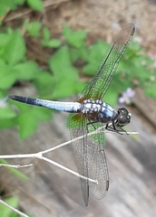 Brachydiplax chalybea