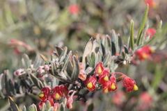 Grevillea saccata