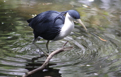 Egretta picata