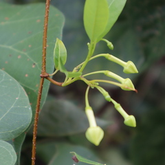 Gymnanthera oblonga