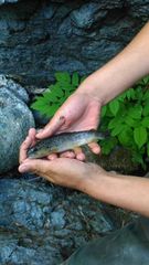 Salmo trutta fario