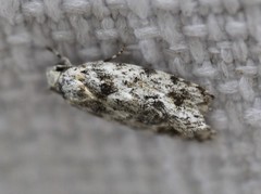 Lichenaula appropinquans