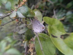 Sinthusa chandrana
