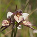 Diuris eborensis - Photo (c) Geoff Derrin, some rights reserved (CC BY-SA)