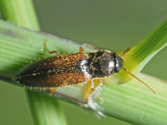 Adrastus pallens