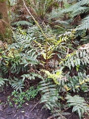Blechnum wattsii