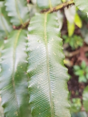 Blechnum wattsii