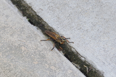 Cophinopoda chinensis