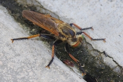 Cophinopoda chinensis