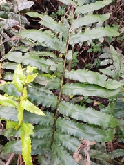 Blechnum wattsii