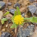 Common Sunray - Photo no rights reserved, uploaded by Claudia Schipp