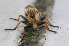 Cophinopoda chinensis