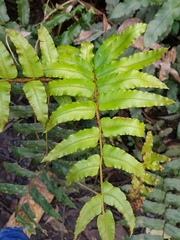 Blechnum wattsii