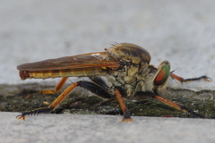 Cophinopoda chinensis