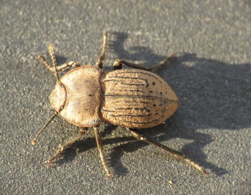 Representative image of Asida jurinei