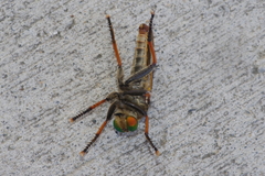 Cophinopoda chinensis