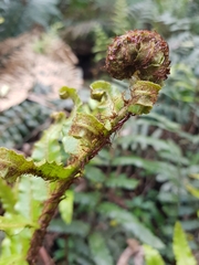 Blechnum wattsii