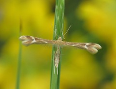 Marasmarcha lunaedactyla