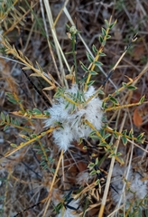 Astragalus thracicus