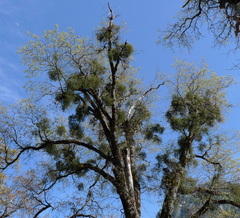 Phoradendron leucarpum tomentosum