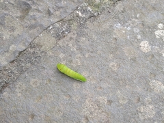 Graphium doson postianus