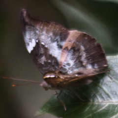 Euthalia anosia