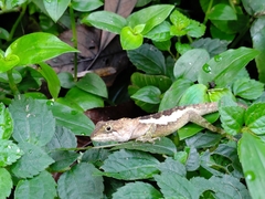 Diploderma polygonatum xanthostomum