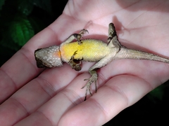 Diploderma polygonatum xanthostomum