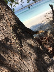 Varanus salvator