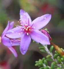 Calytrix leschenaultii