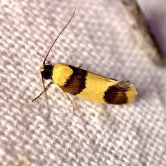 Telecrates laetiorella