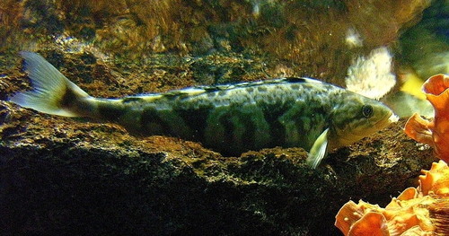 Okhotsk Atka Mackerel