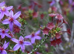 Calytrix leschenaultii