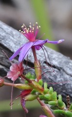 Calytrix leschenaultii