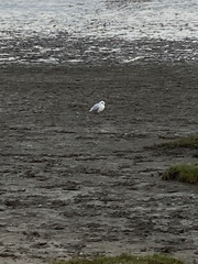 Chroicocephalus ridibundus