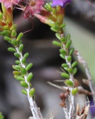 Calytrix leschenaultii