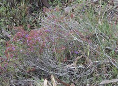Calytrix leschenaultii