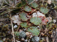 Geum uniflorum