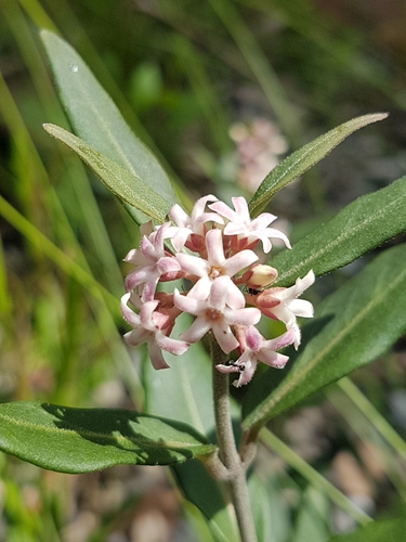 Leichhardtia suaveolens (R.Br.) P.I.Forst.