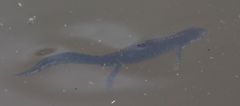 Ichthyosaura alpestris alpestris