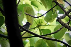 Terpsiphone atrocaudata